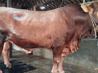 Sapi Limosin 1 Ton dari Meteseh Rembang Jadi Kandidat Kurban Presiden Prabowo