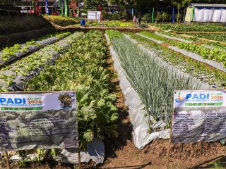 Jaga Ketahanan Pangan, Jateng Perkuat Regenerasi Petani dan Inovasi