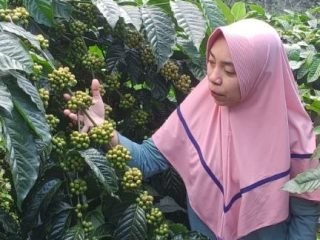 Kopi Robusta Tempur, Sang Permata Hitam Jepara Menanti Segel Perlindungan Hukum
