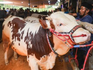 Kontes Sapi Perah Bakal Jadi Senjata Baru Dongkrak Produksi Susu Jateng