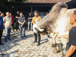 Hasilkan Sapi Ukuran Besar, Peternakan di Purworejo Ini Bisa Jadi Percontohan