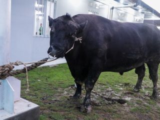 Sapi 906 Kg dari Gubernur Jateng Jadi Kado Iduladha Warga Huntara Tegal