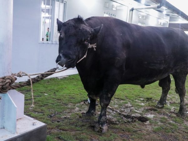 Sapi 906 Kg dari Gubernur Jateng Jadi Kado Iduladha Warga Huntara Tegal