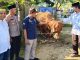 Bantuan Sapi Limosin Presiden RI untuk Masyarakat Rembang Disembelih Hari Ini