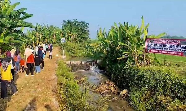 Aliran Sungai Beracun Akibat Limbah Industri Tapioka, Sawah dan Tambak di Bulumanis Lor Tercemar
