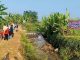 Aliran Sungai Beracun Akibat Limbah Industri Tapioka, Sawah dan Tambak di Bulumanis Lor Tercemar