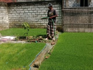 Inovasi Sistem Dapok Padi Jadi Primadona di Kaliori, Permintaan Benih Melonjak Tajam