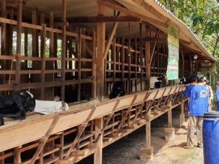 Jelang Iduladha, Harga Kambing di Pati Turun