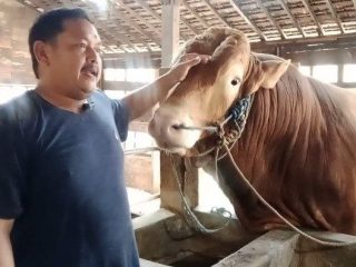 Masjid Al-Hidayah Kumendung Jadi Lokasi Penyembelihan Sapi Kurban Presiden di Rembang