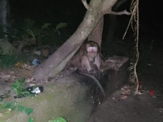 Luruskan Pemberitaan, Korban Serangan Monyet Liar di Rembang Klarifikasi