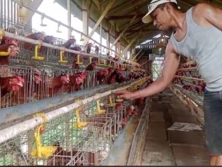 Usaha Ayam Petelur BUMDes Maguan Rembang Dihadang Penurunan Harga