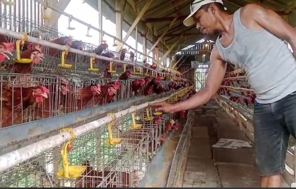 Usaha Ayam Petelur BUMDes Maguan Rembang Dihadang Penurunan Harga