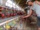Usaha Ayam Petelur BUMDes Maguan Rembang Dihadang Penurunan Harga