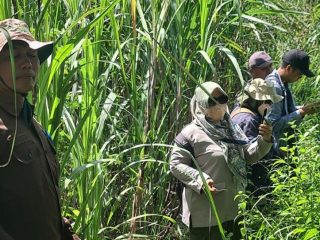 Wilayah Tebu Jaken Terluas di Pati, Petani Bersiap Bongkar Ratoon