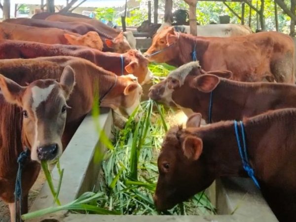 Populasi Sapi di Pati Menurun