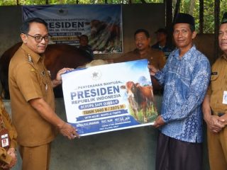 Sapi Presiden di Kepohkencono Hasilkan 350 Kg Daging untuk Warga Setempat