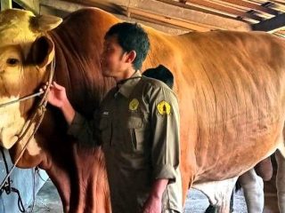 Kisah "Suro", Sapi Limosin Jumbo Asal Jepara Memikat Hati Presiden