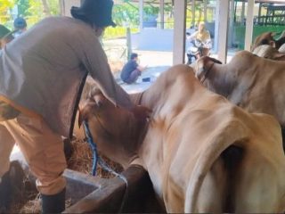 Jelang Iduladha, Tim Medis Hewan di Pati Lakukan Pemeriksaan Intensif