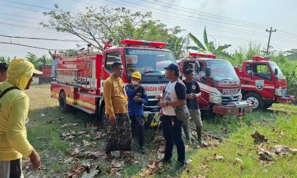 Lahan Tebu Seluas 9 Hektare di Kaliombo Sulang Terbakar, Kerugian Capai Rp400 Juta