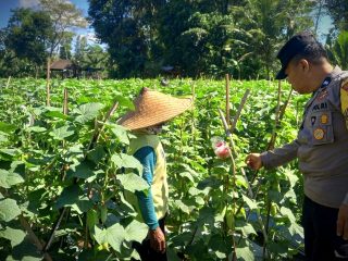 Percepatan Asta Cita di Trenggalek, Bhabinkamtibmas Desa Prambon Rutin Dampingi Petani