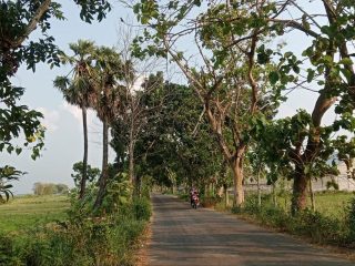 Pohon Kering di Jalur Kaliori-Meteseh Ancam Keselamatan Pengguna Jalan, DLH Respons Cepat