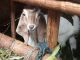 Tingkatkan Kesejahteraan Peternak Pati, Dispertan Gencarkan Pelatihan Pakan dan Promosi Susu Kambing