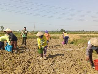 Petani Tembakau Pati Mulai Perawatan Intensif dengan Penyiraman dan Pemupukan