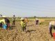 Petani Tembakau Pati Mulai Perawatan Intensif dengan Penyiraman dan Pemupukan