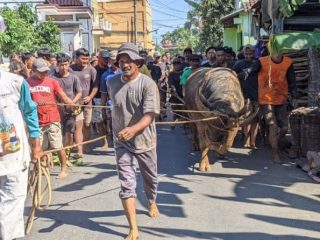 Menengok Prasah, Tradisi Seserahan Kerbau Mewah dari Sidigede Menuju WBTB Jepara 2026