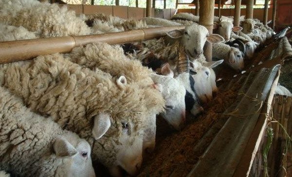 Minat Generasi Muda Pati untuk Beternak Mulai Minim