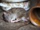Dinkes Pati Peringatkan Bahaya Leptospirosis, Peningkatan Kasus Tiap Tahun