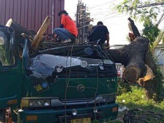 Pohon Besar Ambruk di Jalan Pati-Juwana Timpa Truk, Sopir Selamat