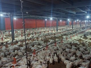 Peternak Ayam Broiler Pati Terancam Gulung Tikar, PPMP Desak Pemerintah Perbaiki Tata Kelola
