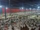 Peternak Ayam Broiler Pati Terancam Gulung Tikar, PPMP Desak Pemerintah Perbaiki Tata Kelola