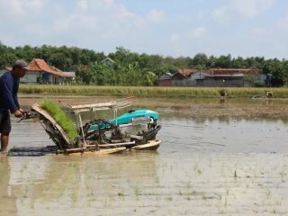 Antisipasi Gagal Panen, Petani Rembang Diimbau Jaga Pola Tanam di Musim Kemarau