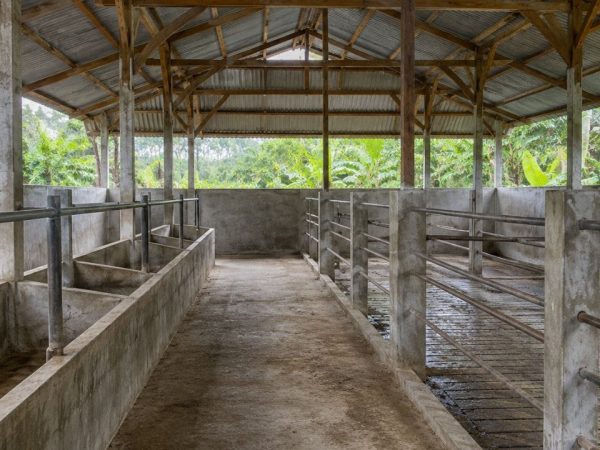 Bantuan Ternak Pemerintah untuk Warga Klayusiwalan Diduga Dijual Oknum Tertentu