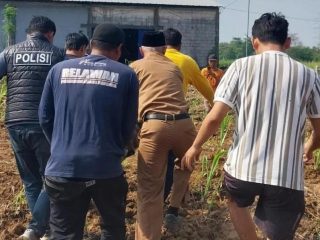 Mayat Lansia Ditemukan di Kebun Tebu Wilayah Gebog Kudus