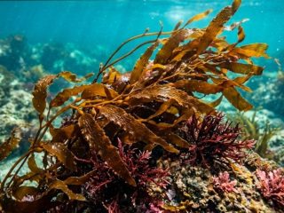 Bantuan Rp9 Miliar Cair, Budi Daya Rumput Laut Karimunjawa Naik Kelas