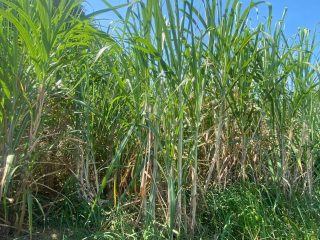 Dongkrak Kesejahteraan Petani, Rembang Targetkan Produktivitas Tebu Tembus 90 Ton per Hektare